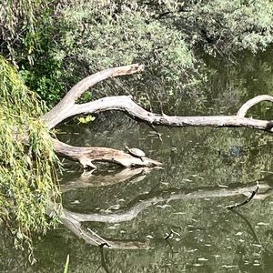 Meet your Posher, Justin